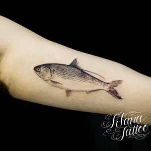 コハダ|魚のファインライン・タトゥー